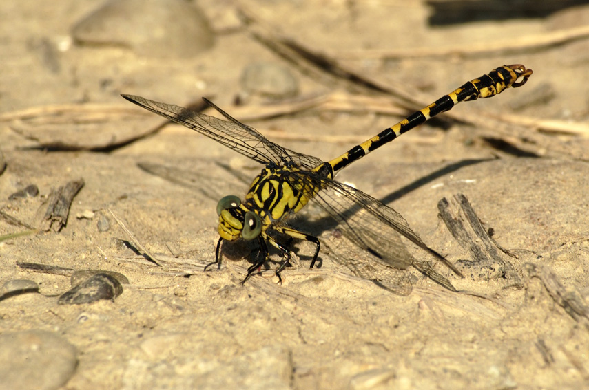 Onychogomphus forcipatus